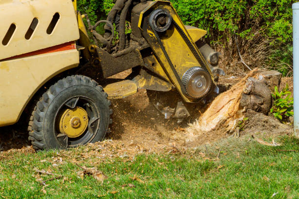  Socorro, NM Tree Service Pros